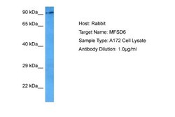 MFSD6 Rabbit anti-Human, Polyclonal, Novus Biologicals 0.1 mL | Buy Online | Novus Biologicals | Fisher Scientific